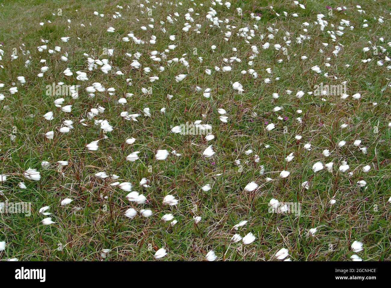 Cotongrass, cotone-grass o cotonseedge, Wollgräser, Eriophorum sp., gyapjúsás, Irlanda, Éire, Irland, Europa Foto Stock