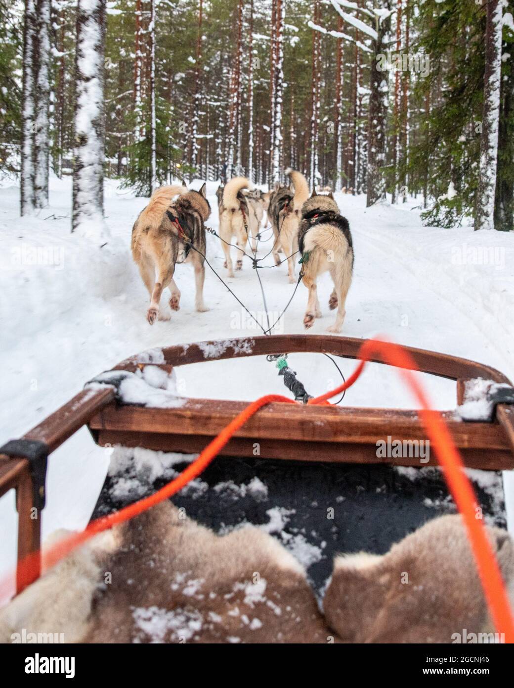 Gruppo di Husky siberiano che corre su una pista da neve in Lapponia, Finlandia Foto Stock