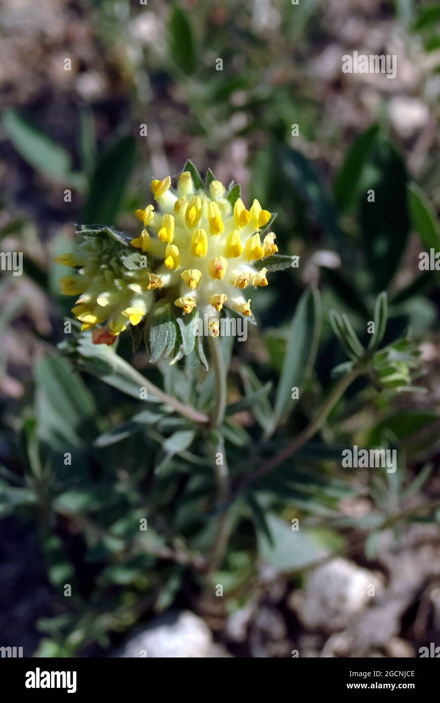 Comune kidneyvetch, vetch renale, woundwort, Echter Wundklee, Anthillis Réti nyúlhere, Ungheria, Magyarország, Europa Foto Stock