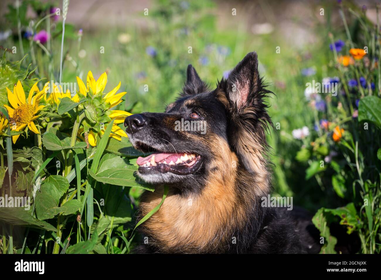Cane pastore bohemian, cane pastore ceco, PES Chodksy nel campo dei fiori Foto Stock