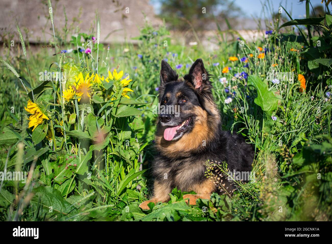 Bohemian Shepherd Dog, Czech Shepdog, Chodksy PES giacente nel campo dei fiori Foto Stock