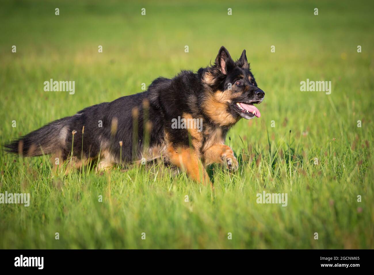 Bohemian Shepherd Dog, Czech Shepdog, Chodksy PES running Foto Stock