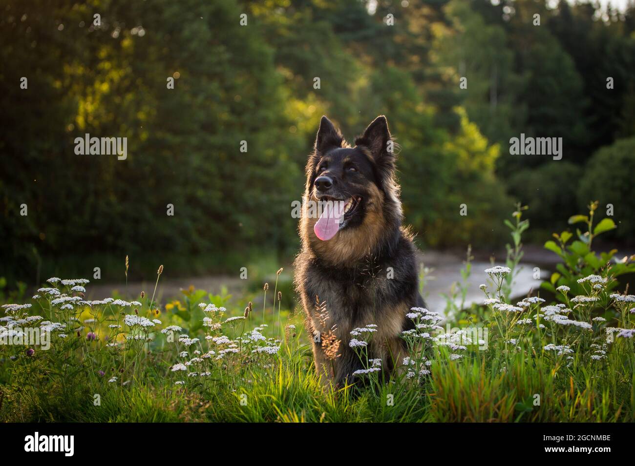 Cane pastore bohemian, cane pastore ceco, PES Chodksy seduto nel campo dei fiori Foto Stock