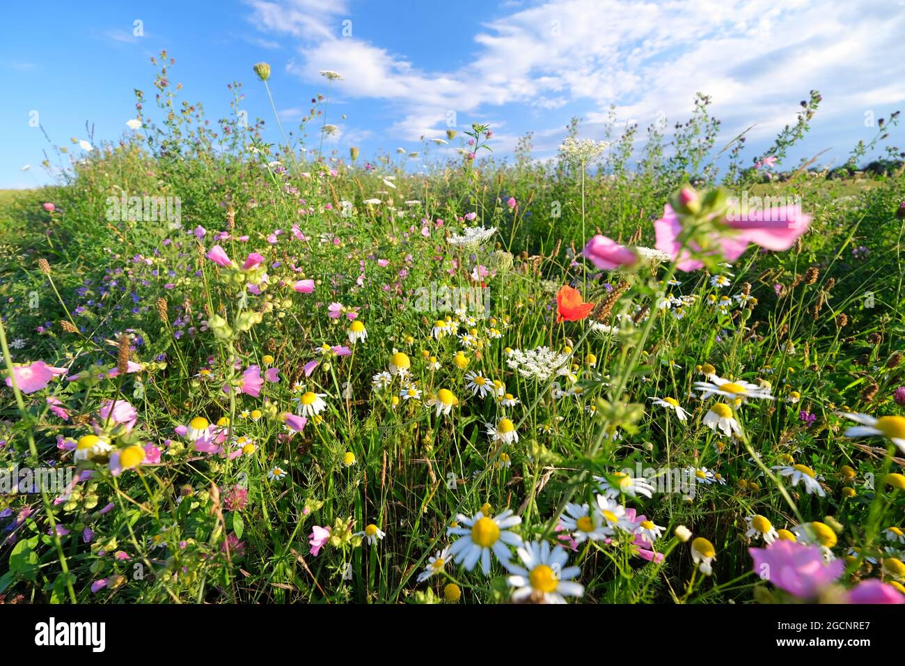Bel prato di fiori in Germania piantato per insetti Foto Stock