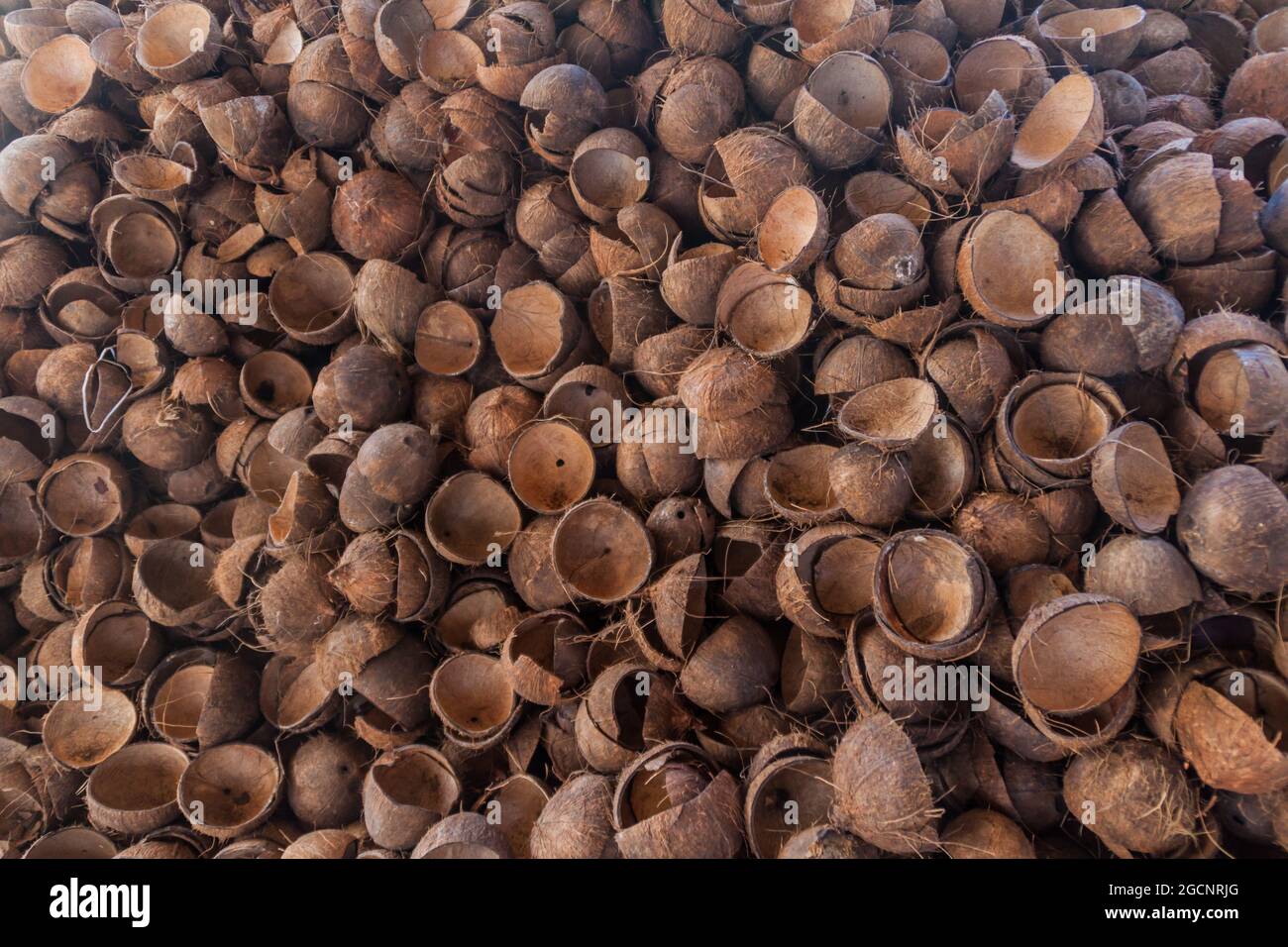 Sfondo di conchiglie di cocco Foto Stock