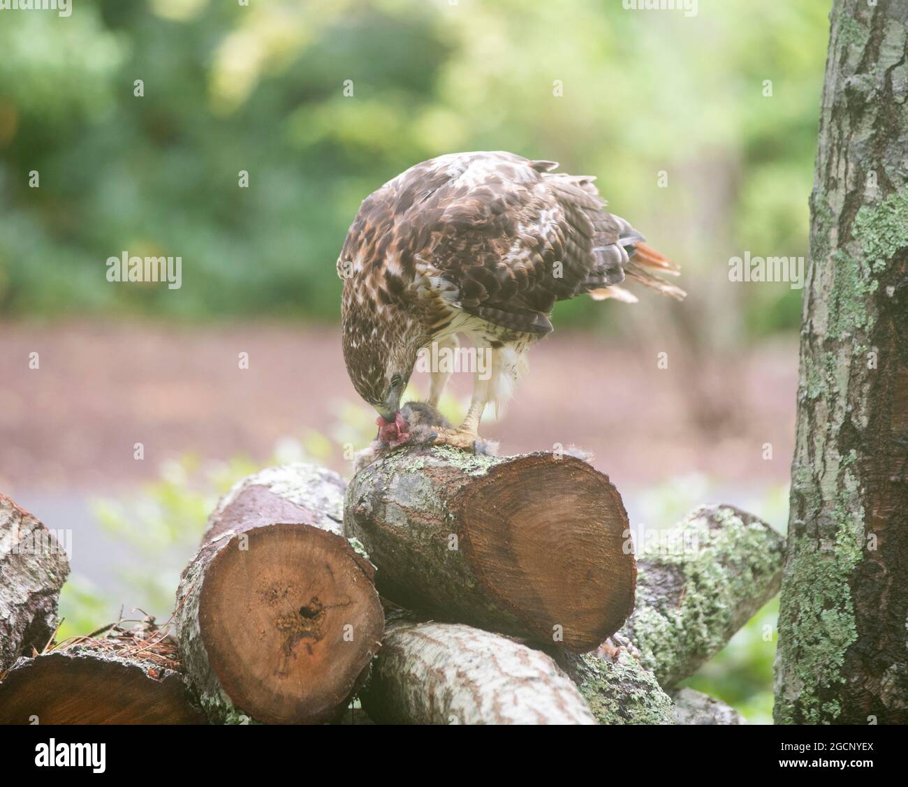 Un falco della coda rossa (Calurus Alascensus) che si nutre sulla cima di un mucchio di legno Foto Stock