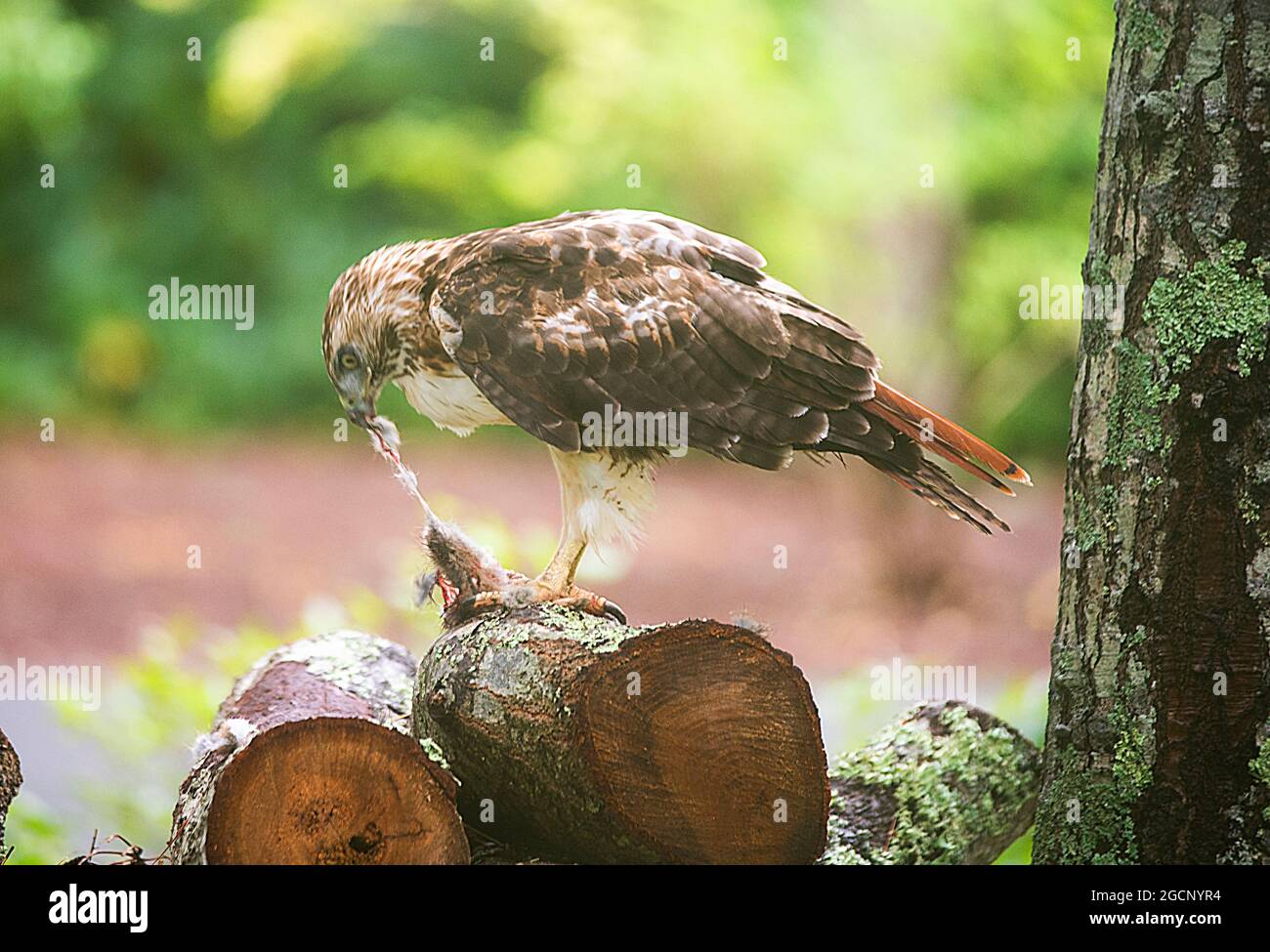 Un falco della coda rossa (Calurus Alascensus) che si nutre sulla cima di un mucchio di legno Foto Stock