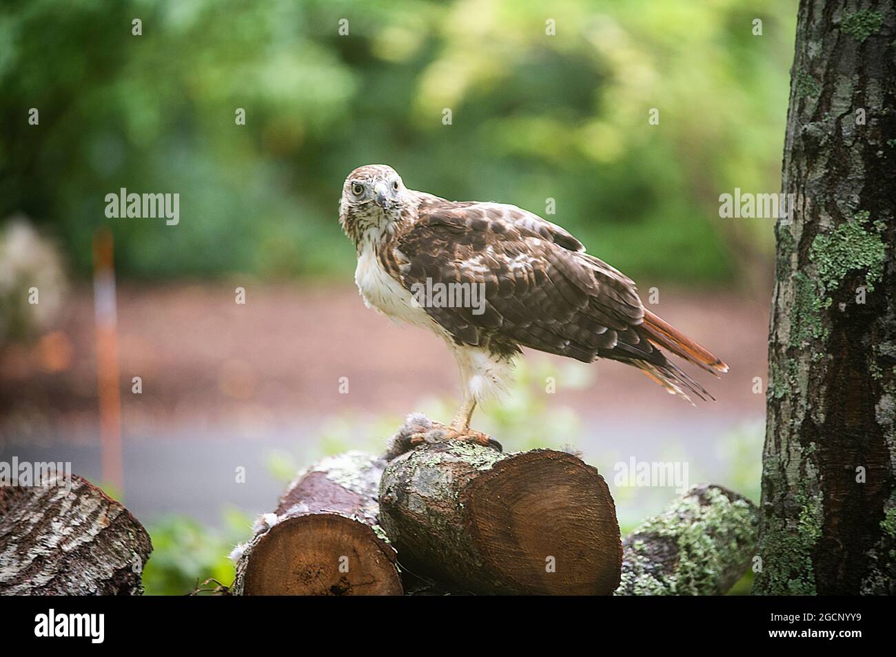 Un falco della coda rossa (Calurus Alascensus) che si nutre sulla cima di un mucchio di legno Foto Stock