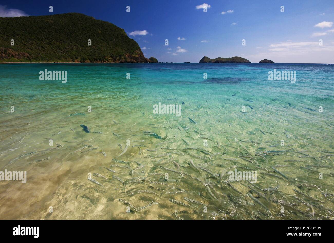 pesci nell'acqua alla spiaggia dei nidi sull'isola di lord howe Foto Stock