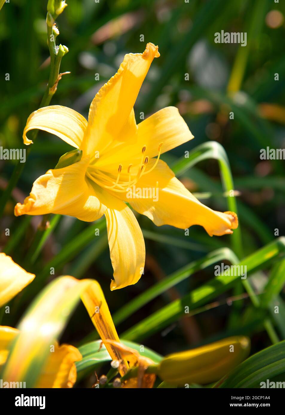 Un giglio giallo giorno (Hemerocallis) che cresce in un giardino di Cape Cod, Stati Uniti d'America Foto Stock