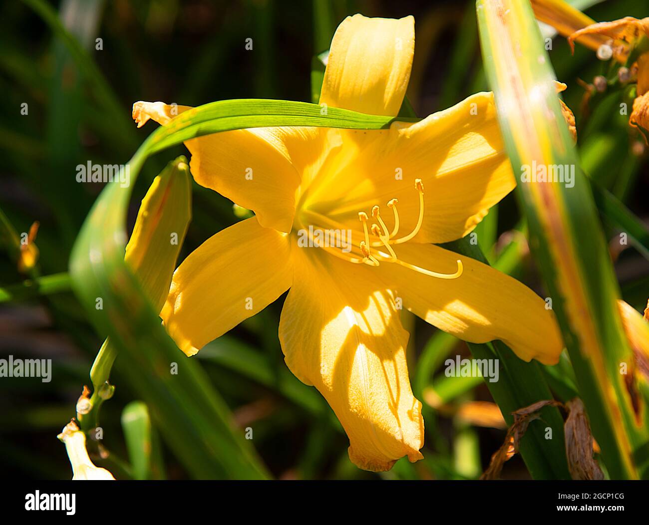 Un giglio giallo giorno (Hemerocallis) che cresce in un giardino di Cape Cod, Stati Uniti d'America Foto Stock