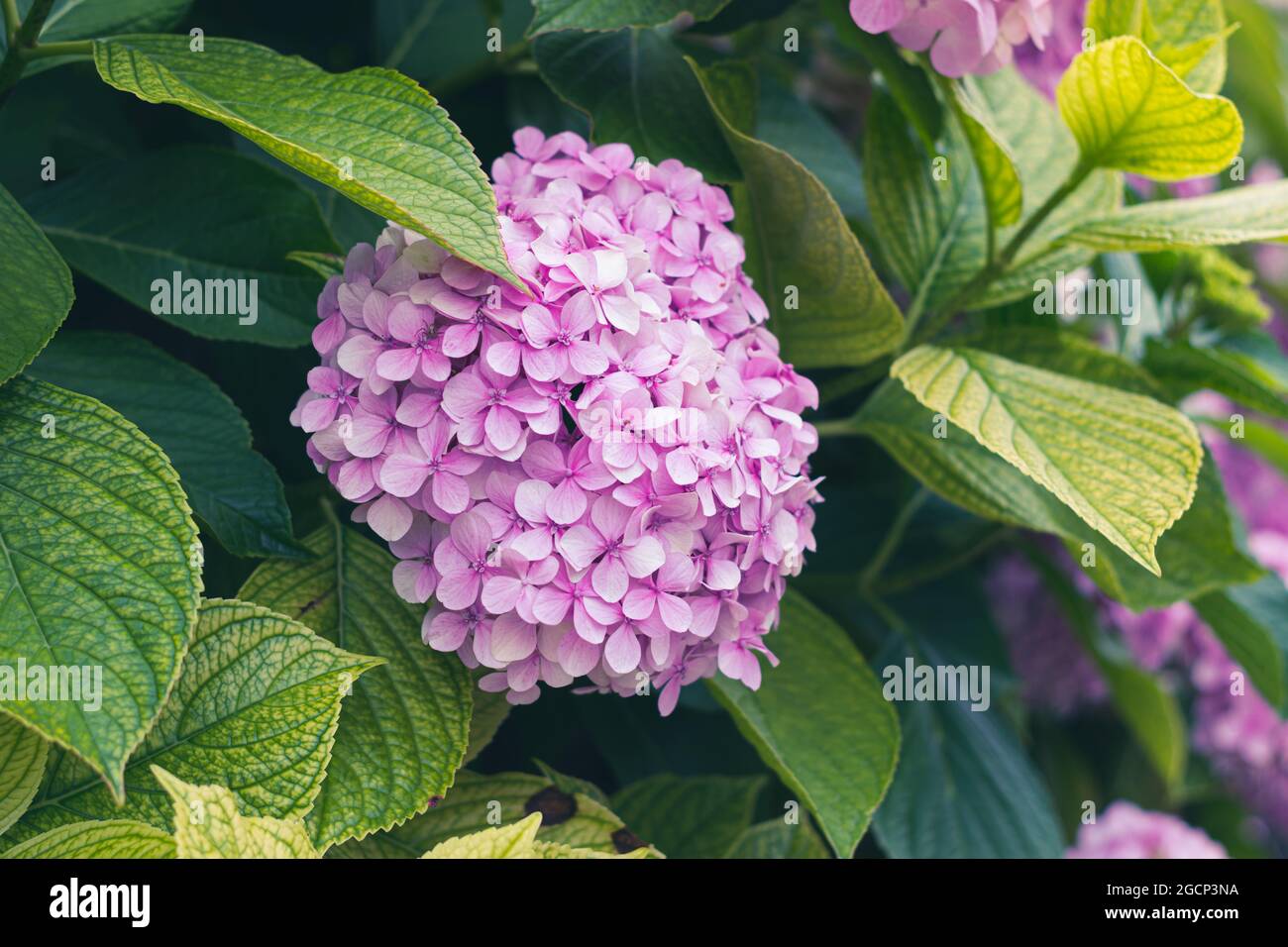 Il fiore di hydrangea fiorisce nel giardino estivo. Hydrangea macrophylla Bella cespuglio di fiori di hortensia Foto Stock