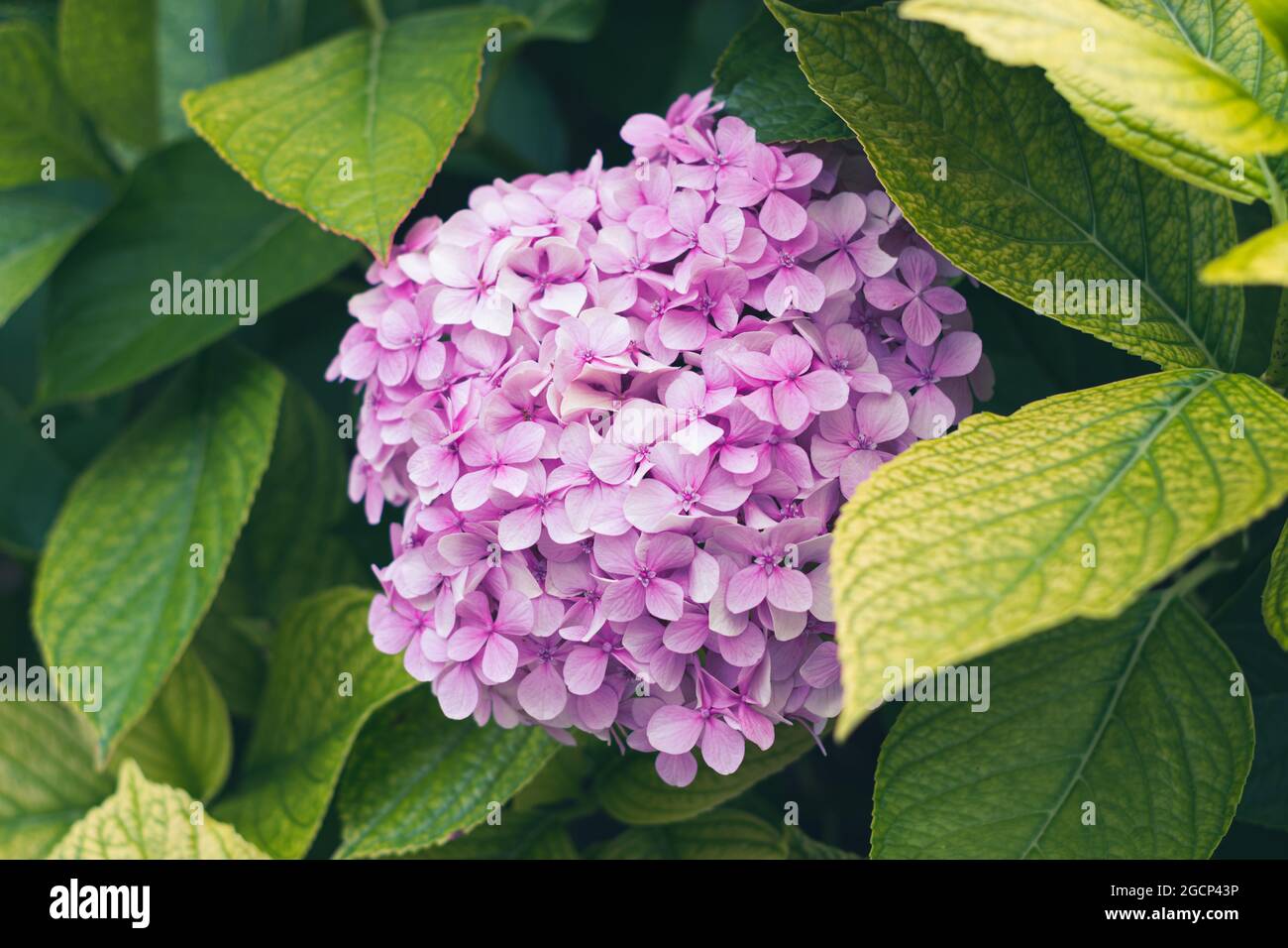 Il fiore di hydrangea fiorisce nel giardino estivo. Idrangea macrophylla cespuglio di fiori di hortensia Foto Stock
