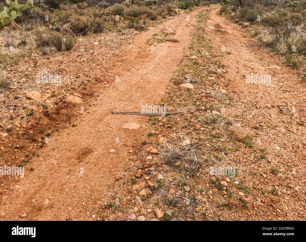Rattlesnake Diamondback (Crotalus atrox) sull'Arizona Trail, Tucson, Arizona, U.S.A Foto Stock