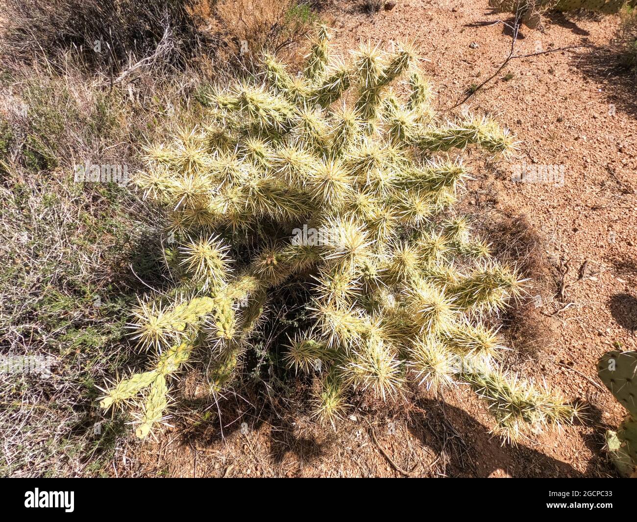 Cholla cactus (Cylindropuntia) al sole del mattino, Arizona Trail, Arizona, U.S.A Foto Stock