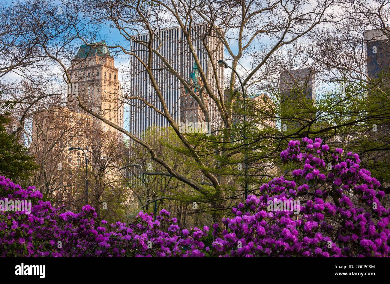 Fiori e alberi in erba a Central Park, New York City, NY, USA Foto Stock