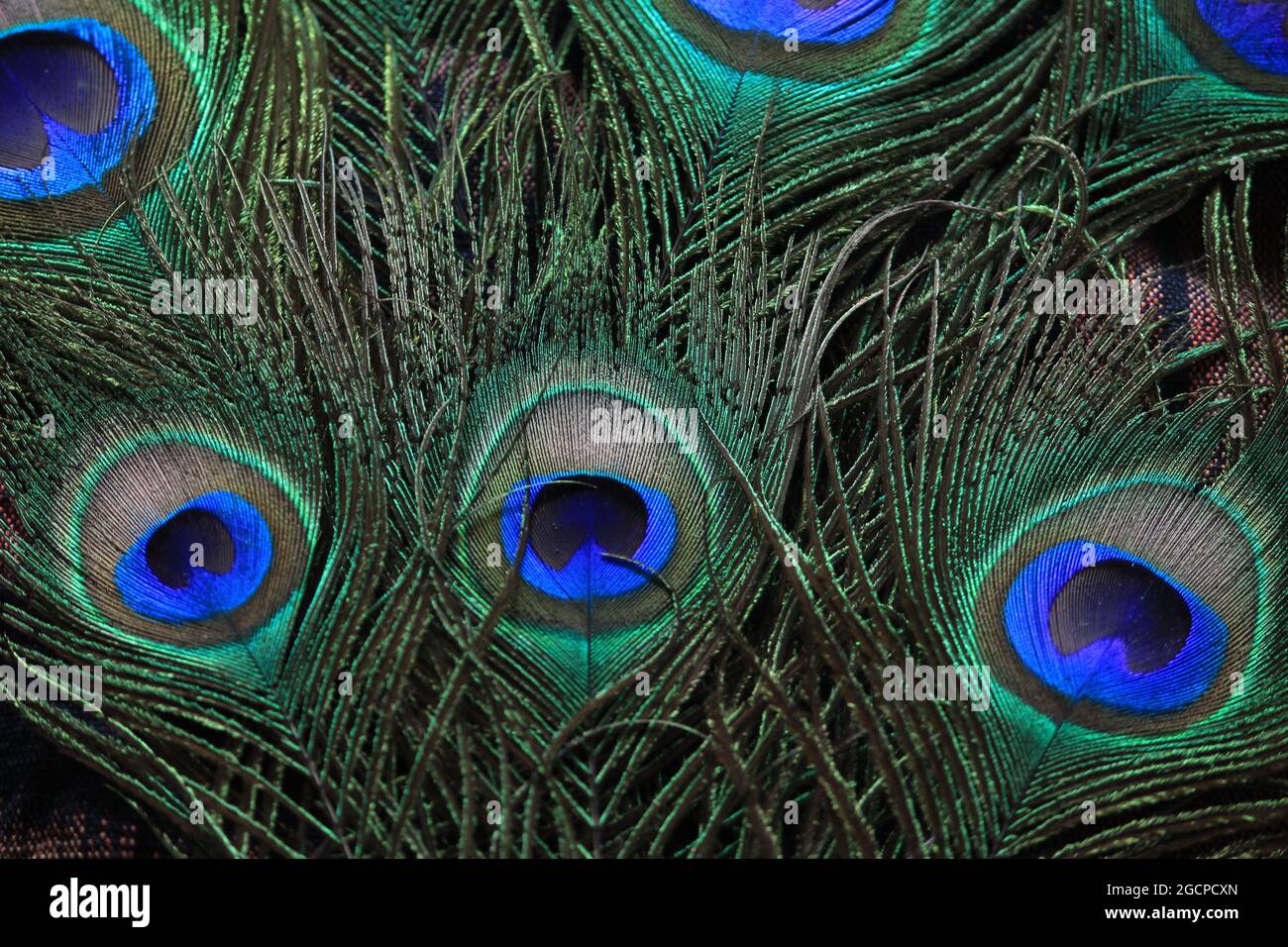dettagli e texture in piuma d'oca peacock per moda e decorazione Foto Stock