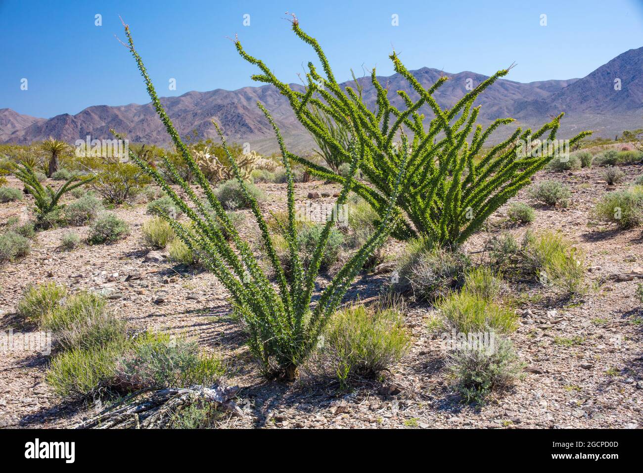 Ocotillo Fouqueria splende le piante nel paesaggio desertico Nevada USA Foto Stock