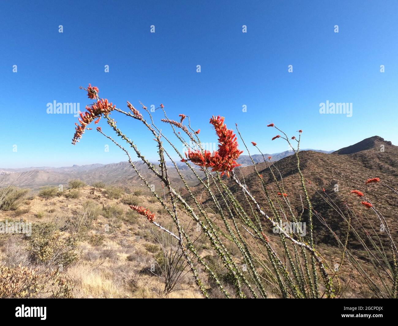 Fiori di cactus di Ocotillo (Fouquieria splendens) lungo l'Arizona Trail, Arizona, U. S. A. Foto Stock