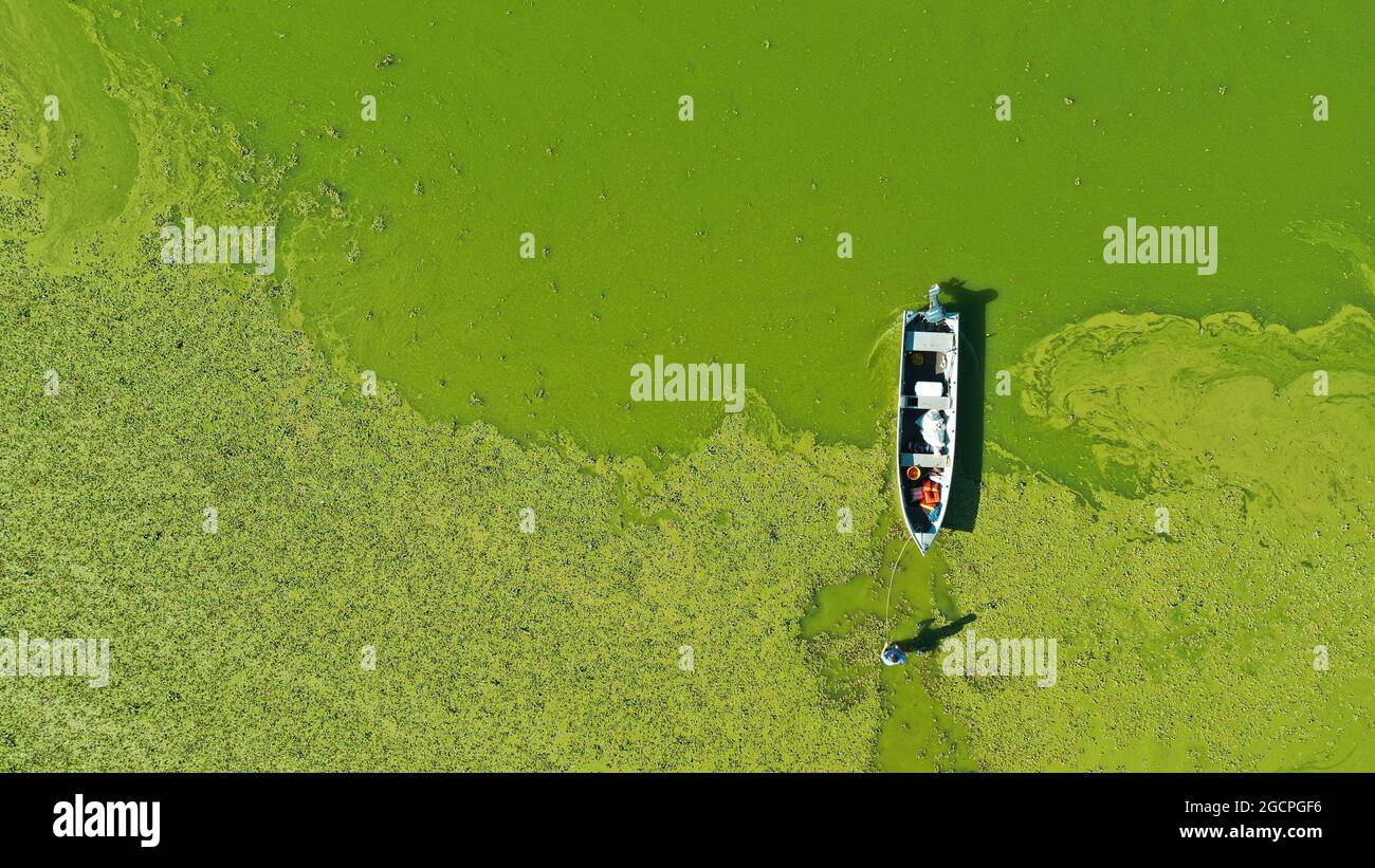 Cardoso, Brasile. 09 agosto 2021. Il bacino idrico di Água Vermelha, a Cardoso, ha raggiunto il 12% della sua capacità. Con l'acqua bassa, le piante acquatiche hanno lasciato la diga con una tinta verdastra. A partire da questo lunedì (09), l'IPCC rilascerà una serie di nuove relazioni che dovranno seguire fino al febbraio 2022. Nella foto, un pescatore sta cercando di salire a bordo di una barca tra le piante acquatiche. Credit: Joel Silva/FotoArena/Alamy Live News Foto Stock