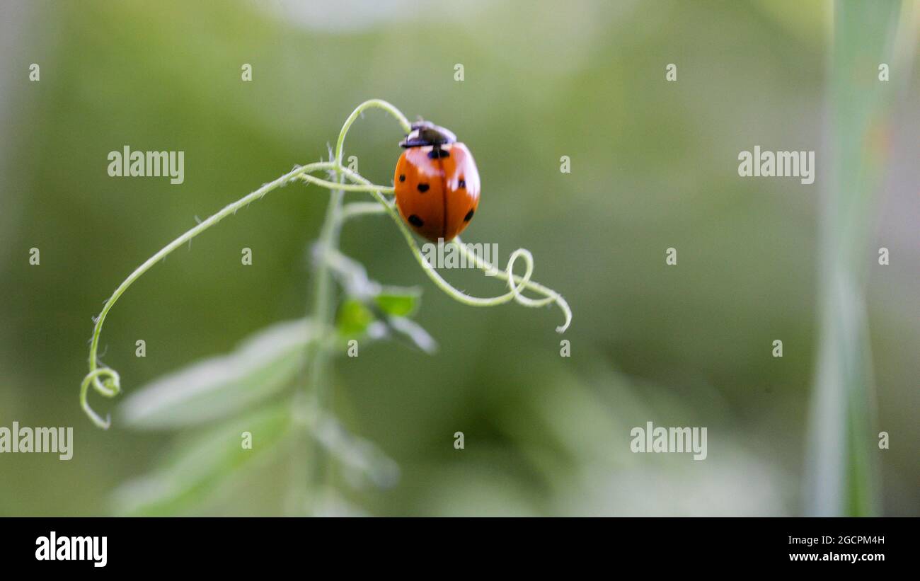 Ladybug seduto su una foglia di fiore caldo giorno di primavera su una foglia di insetto scarabeo. Macro di sette spot coccinella septempunctata . Foto Stock