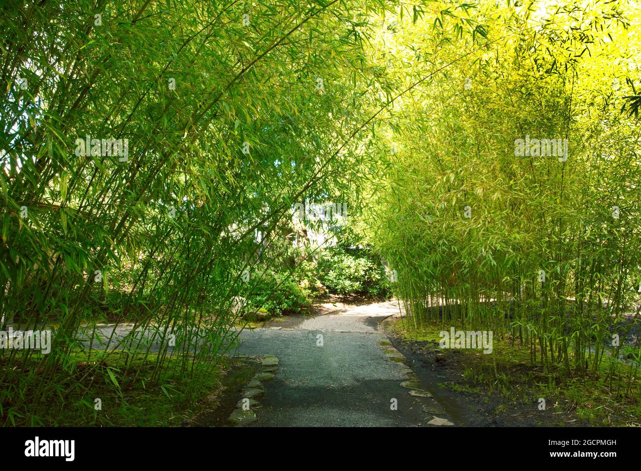 Un'immagine esterna di un giardino giapponese del Pacifico nord-occidentale Foto Stock