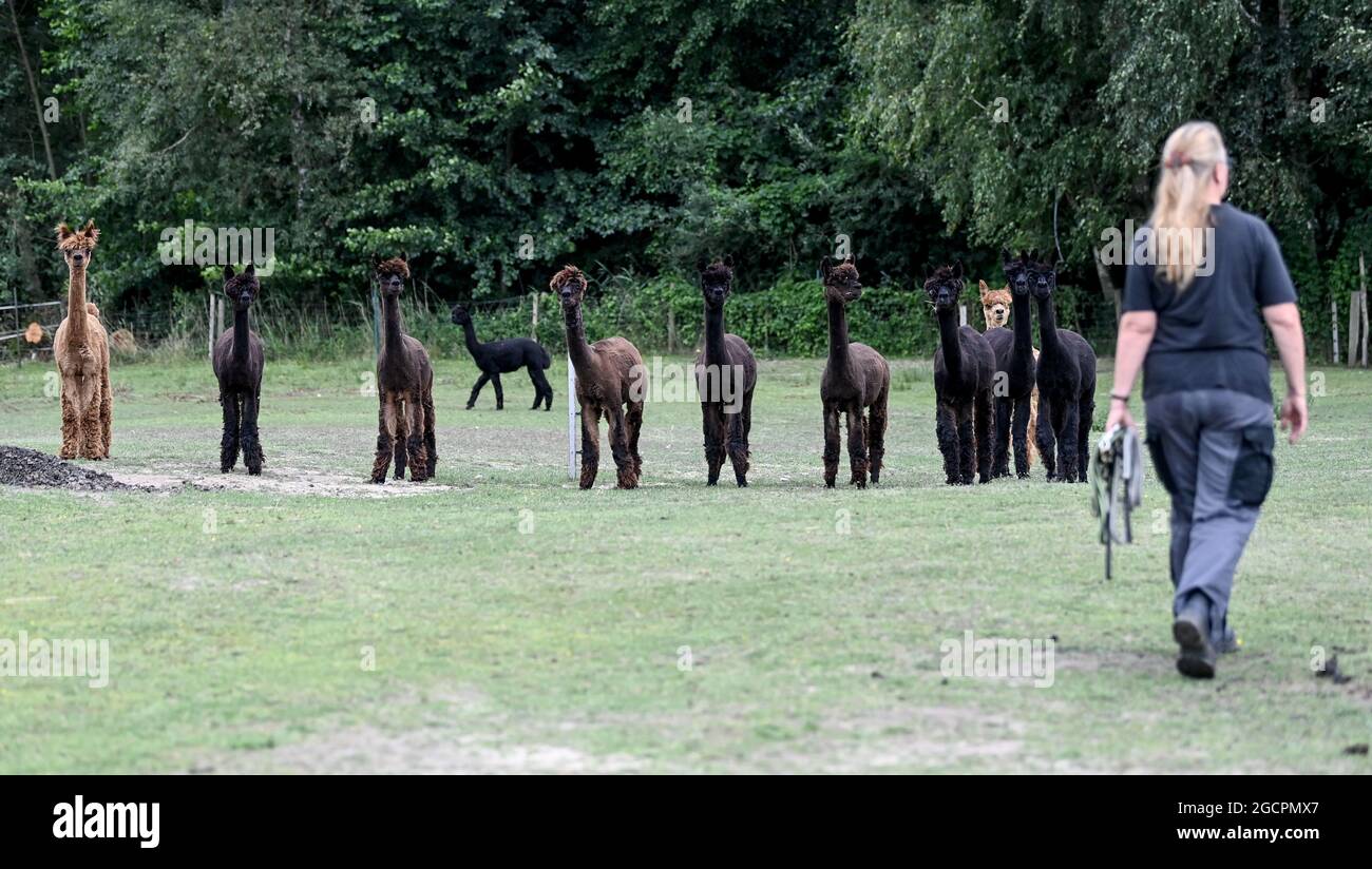 02 agosto 2021, Brandeburgo, Vielitzsee/OT Strubensee: Allevatore alpaca Sabine Hilger cammina verso la sua mandria di stalloni alpaca sulla base della sua fattoria di allevamento alpaca 'alpaca nigra'. Dal 2009, un allevamento di circa 70 animali si è riunito. Oltre alla visita guidata della fattoria, sono state offerte passeggiate alpaca in piccoli gruppi fino a otto animali da quest'anno. Tra le altre cose, i prodotti realizzati con la lana d'alpaca particolarmente morbida possono essere acquistati nel negozio dell'azienda. Foto: Britta Pedersen/dpa-Zentralbild/ZB Foto Stock