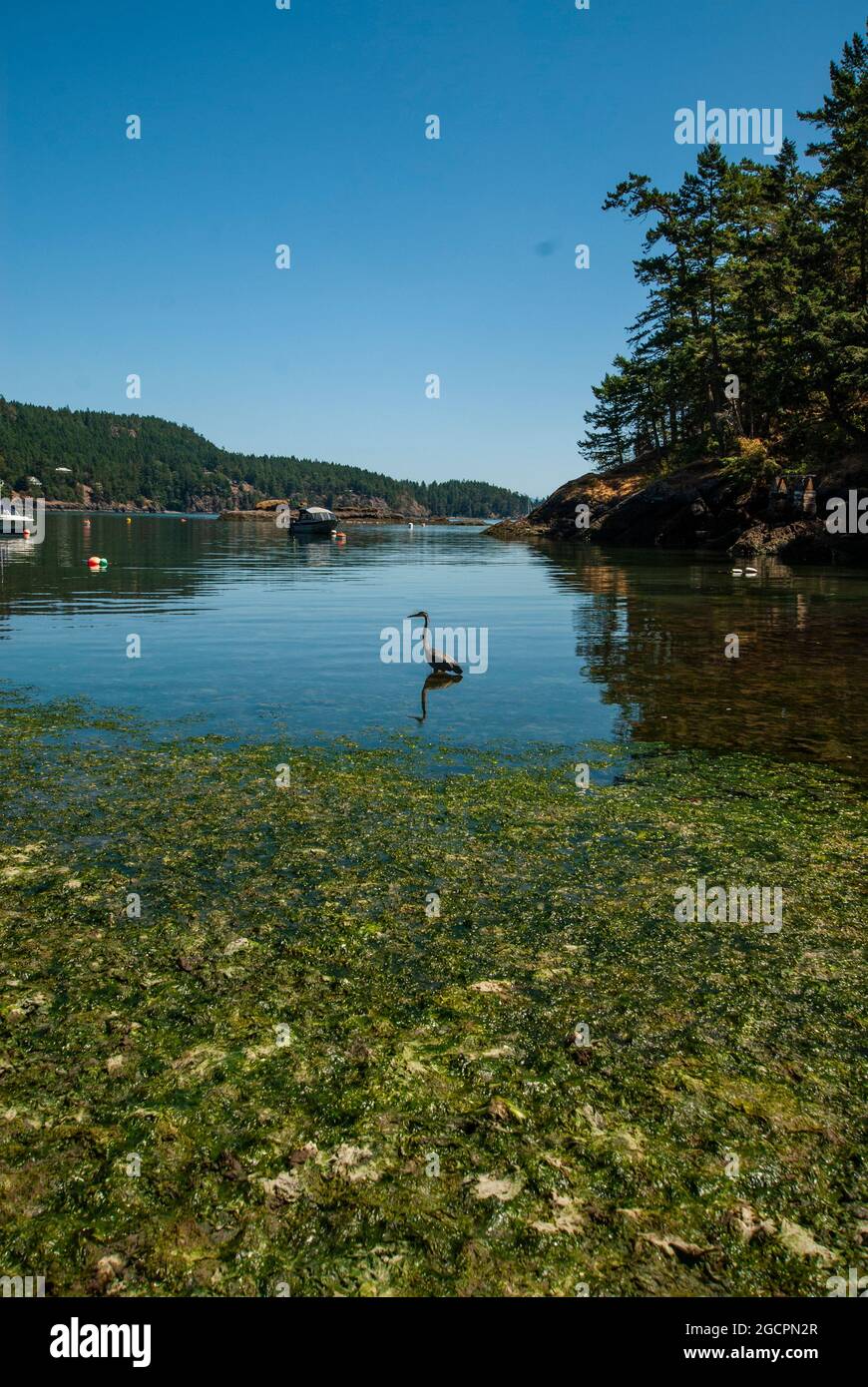 Heron a Peter Cove a Trincomali, North Pender Island, British Columbia, Canada Foto Stock