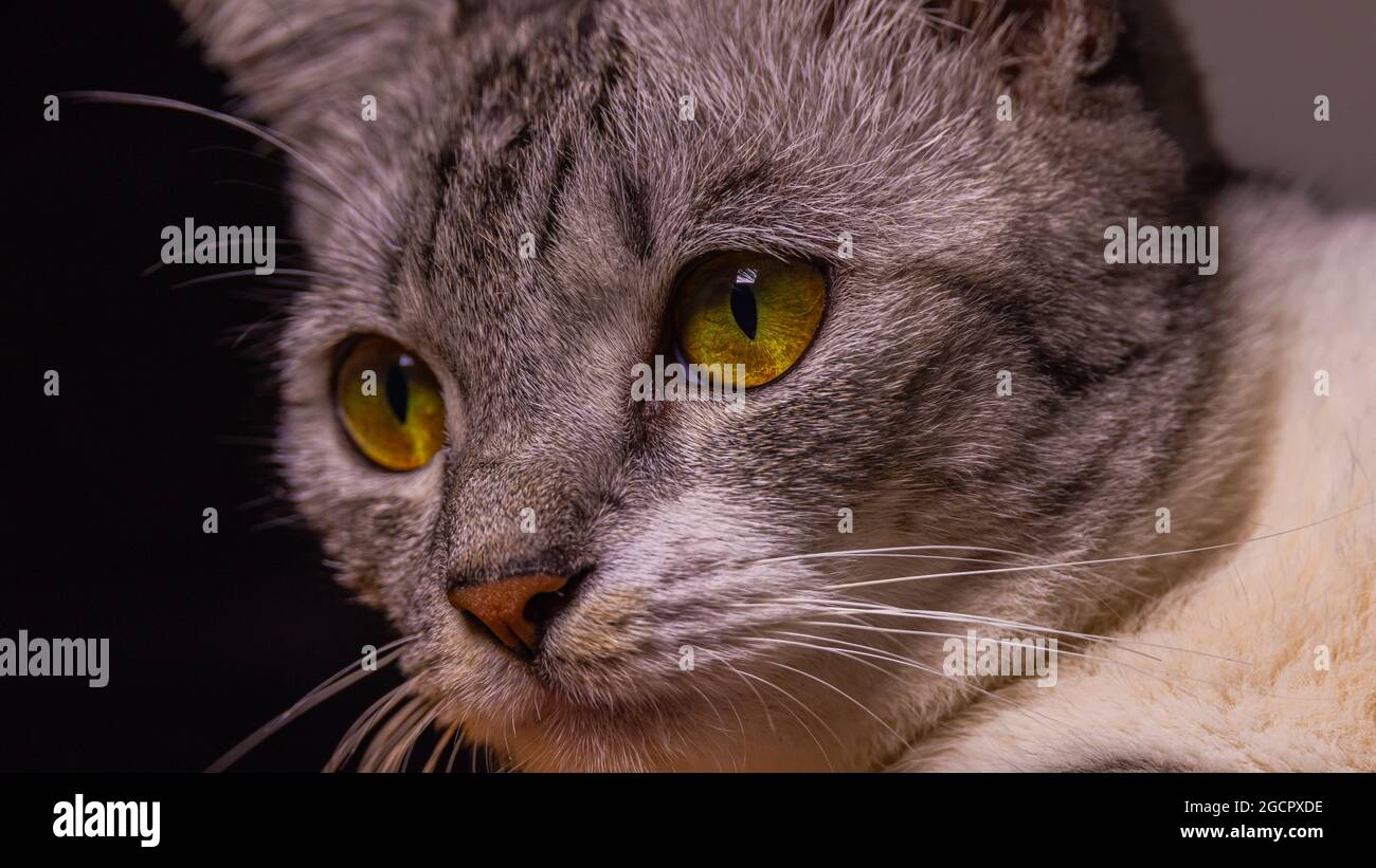 Un gatto si trova su una scrivania di legno e quasi si addormenta. Il gattino con pelliccia bianca e nera riposa rilassato. Primo piano di un animale domestico con il giallo Foto Stock