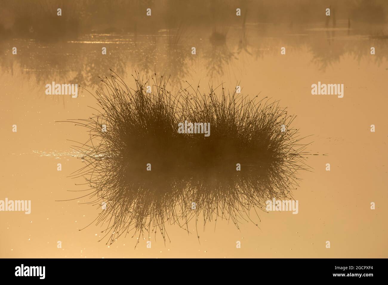 Rehdener-Geestmoor, erba di punta in una palude, nebbia, retroilluminazione, bassa Sassonia, Germania Foto Stock