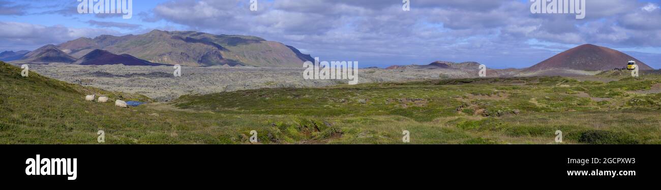 Pecore e il campo di lava Berserkjarhraun, Stykkisholmur, Vesturland, Islanda Foto Stock