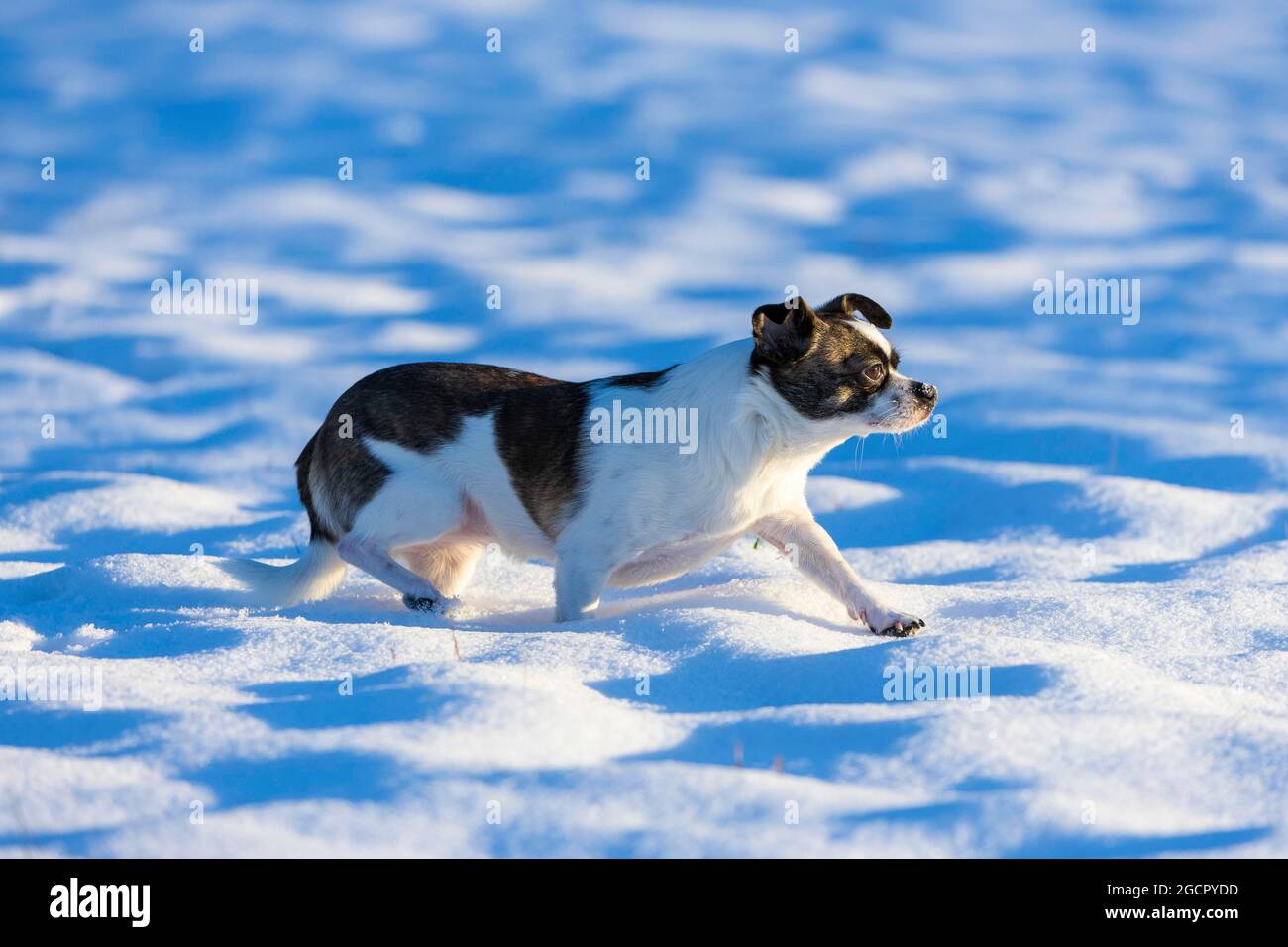 Piccolo cane Chihuahua nella neve, Germania Foto Stock