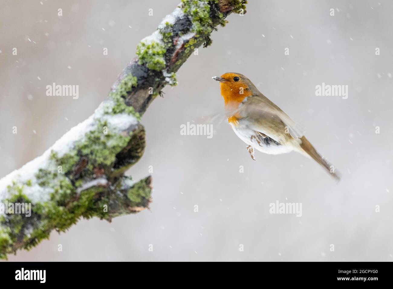 Rapina europea (Erithacus ruboecula) in caduta di neve, che vola come un colibrì ad una stazione di alimentazione, la Germania Foto Stock Rapina europea (Erithacus ruboecula) in caduta di neve, che vola come un colibrì ad una stazione di alimentazione, la Germania Foto Stock