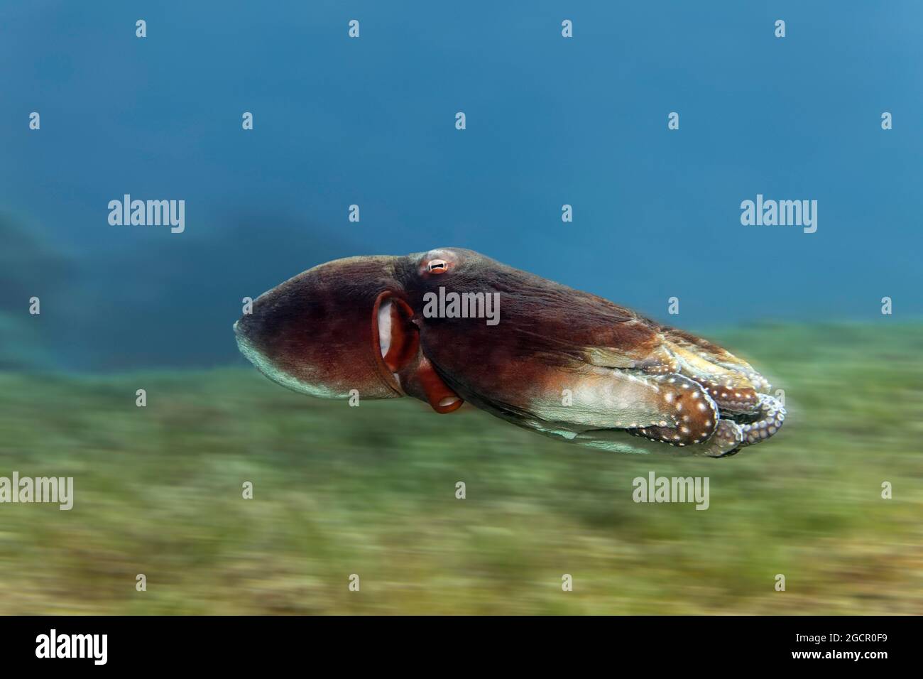 Polpo comune (Oktopus vulgaris) nuoto con tentacoli retratti su prato di gabbie, Mar Rosso, Aqaba, Regno di Giordania Foto Stock