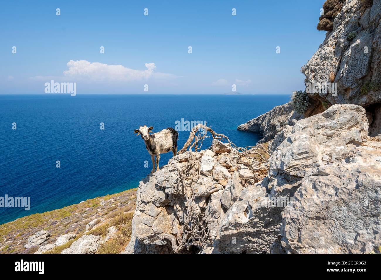 Capra in piedi su una roccia, Kalymnos, Dodecanese, Grecia Foto Stock