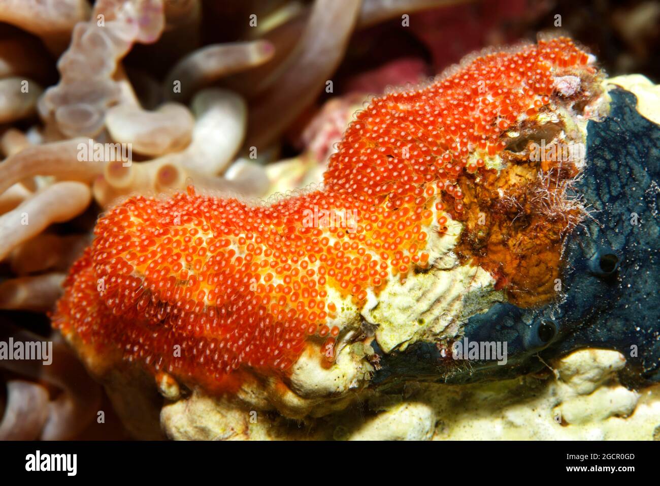 Grinfie, uova, uova di pesce, uova di pesce, Pesce pagliaccio (Anphiprion bicinctus), Mar Rosso, Aqaba, Regno di Giordania Foto Stock