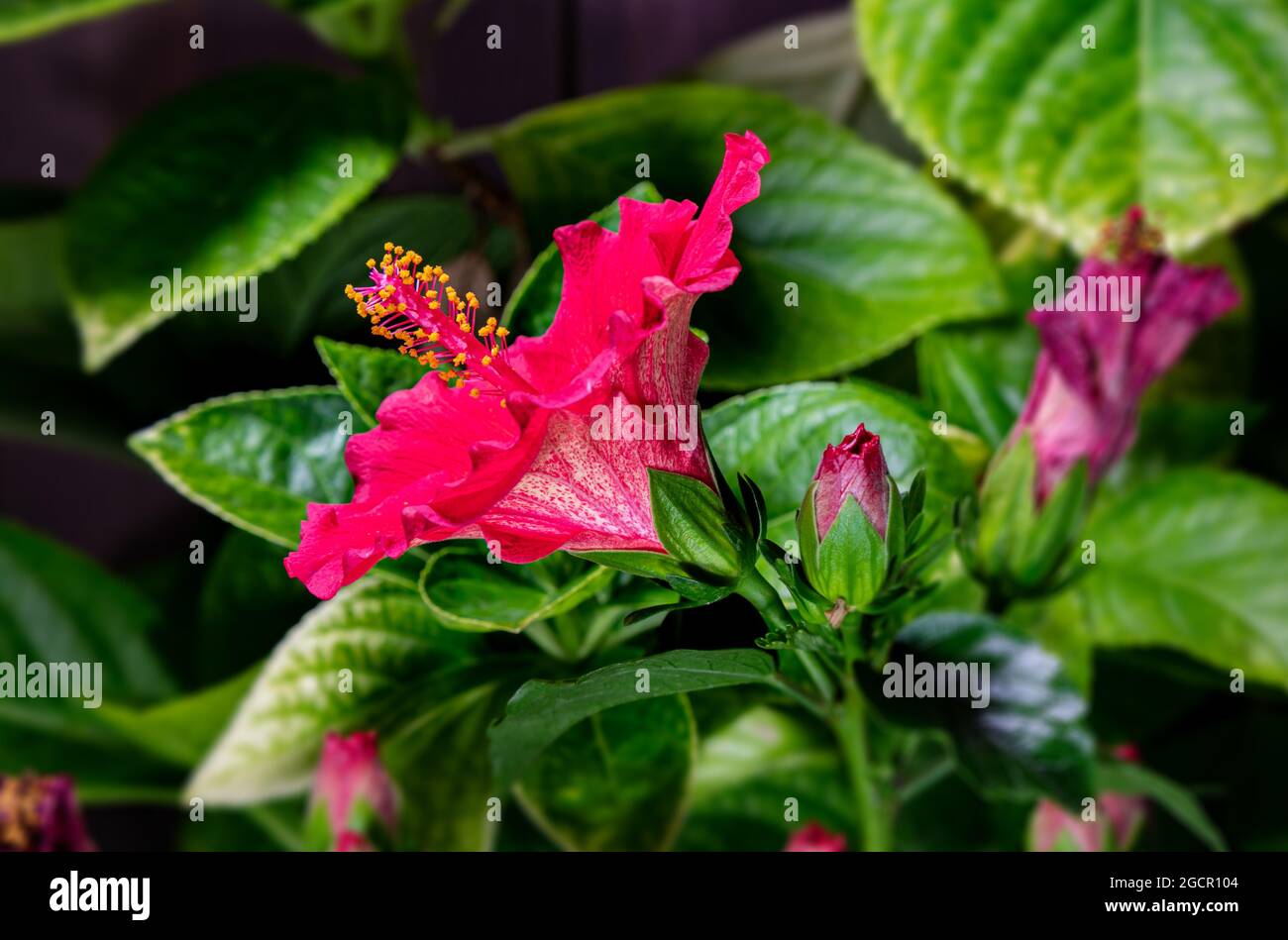 Primo piano su un fiore di ibisco. Un fiore rosso di ibisco, durante l'apertura del fiore. Macrofotografia dettagliata durante i fiori dell'ibisco, con Foto Stock