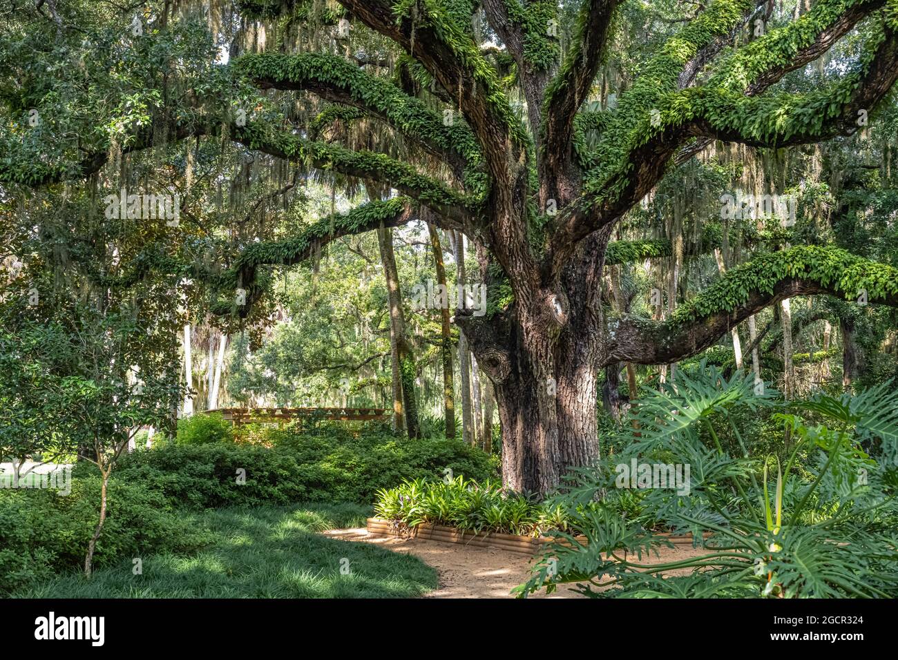 Giardino di amaca di quercia presso il Washington Oaks Gardens state Park a Palm Coast, Florida. (STATI UNITI) Foto Stock