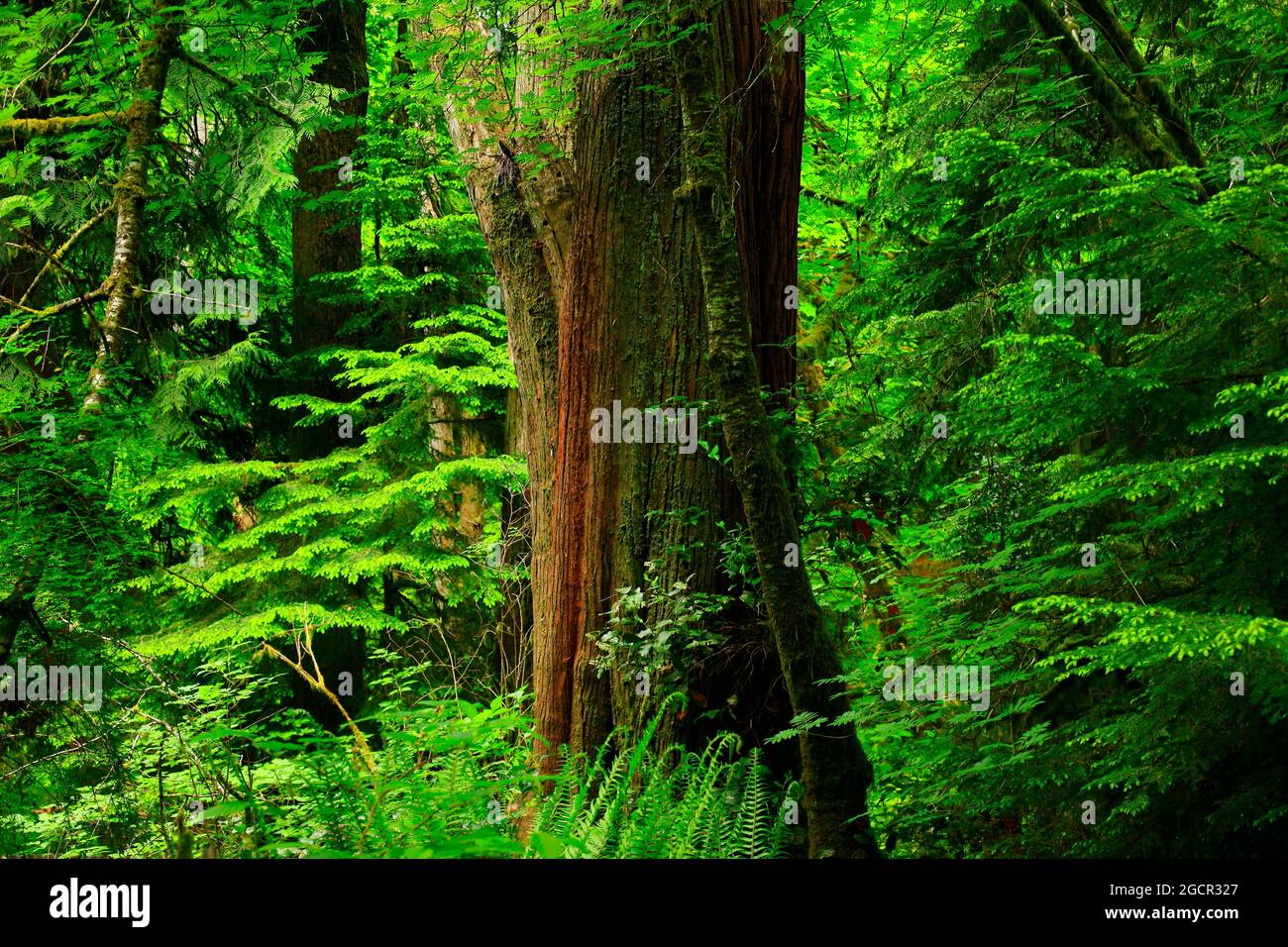 Un'immagine esterna di una foresta del Pacifico nord-occidentale con alberi di cedro rosso occidentale Foto Stock