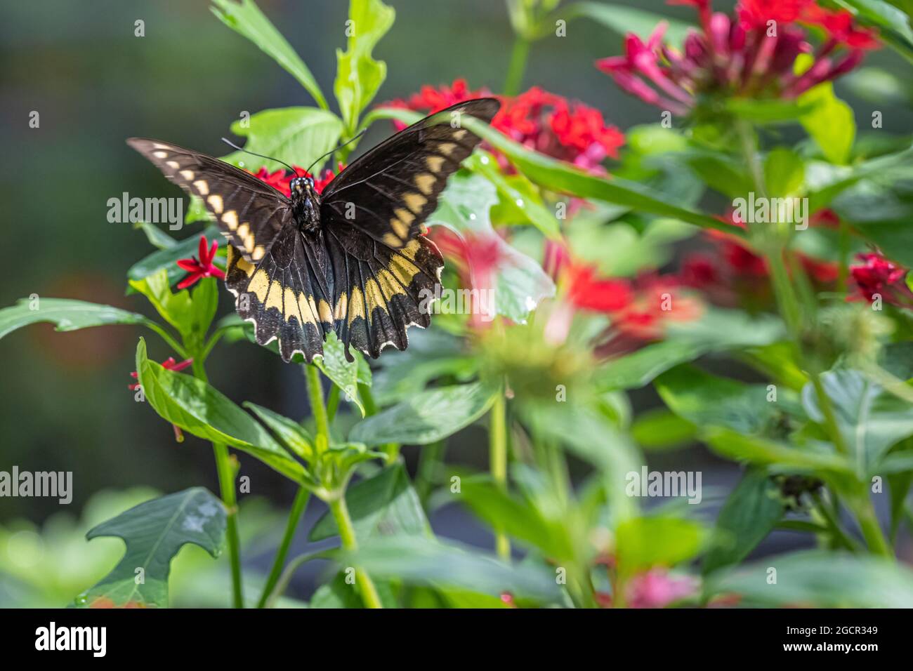 Farfalla nera e gialla nel giardino delle farfalle del Washington Oaks Gardens state Park a Palm Coast, Florida. (STATI UNITI) Foto Stock