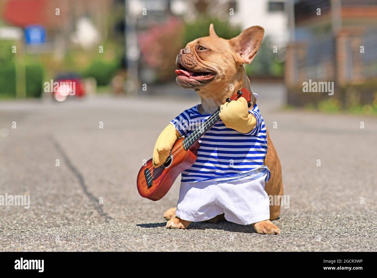 Red French Bulldog cane vestito con costume musicista di Street perfomer che indossa camicia a righe e armi finte che tengono una chitarra giocattolo in piedi in città stre Foto Stock