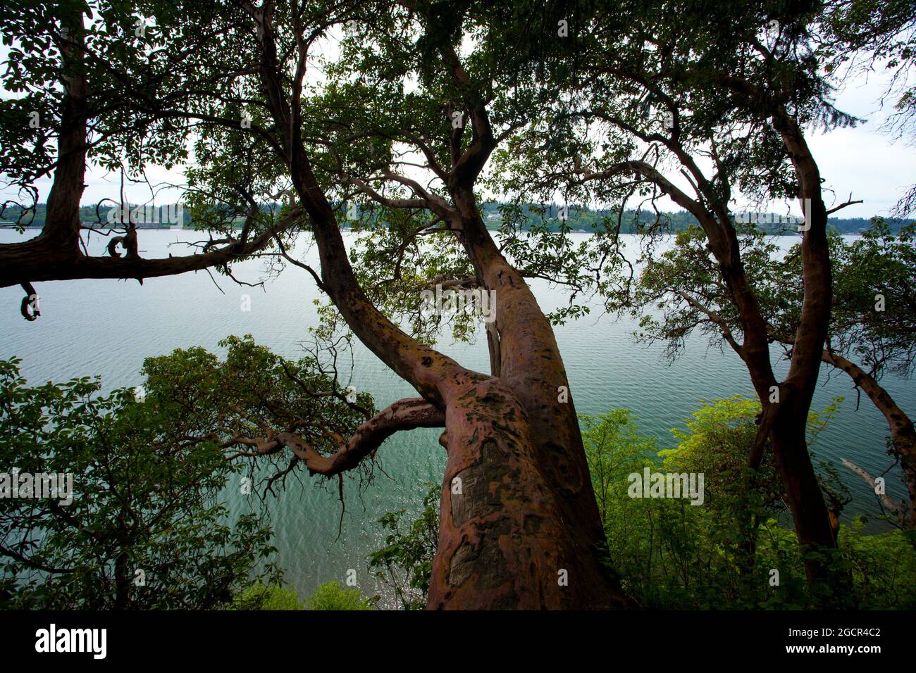 Un'immagine esterna di una foresta del nord-ovest del Pacifico con l'albero vecchio di Madrone di crescita Foto Stock