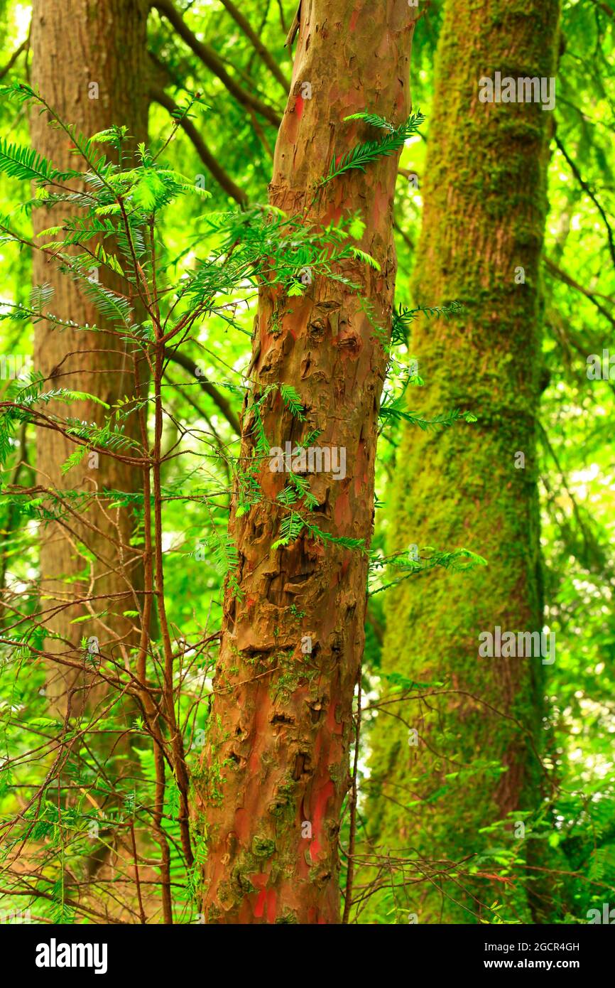 Un'immagine esterna di una foresta pluviale del Pacifico nord-occidentale con alberi di tasso del Pacifico Foto Stock