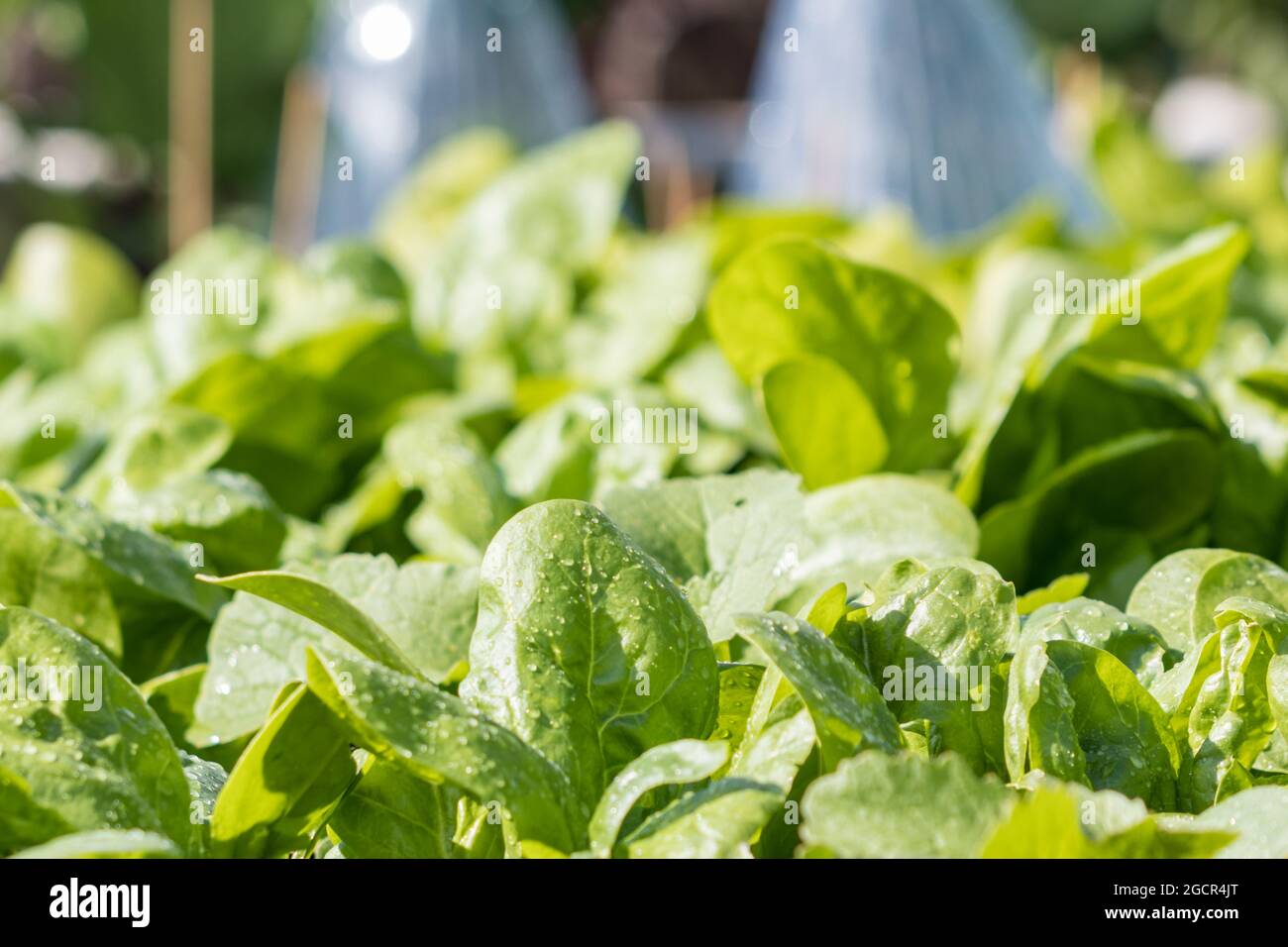 Sinat fresco e sano dal vostro giardino Foto Stock