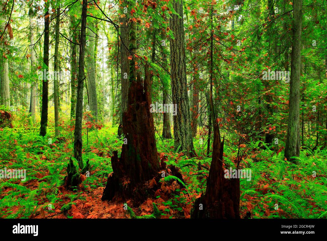 Un'immagine esterna di una foresta del Pacifico nord-occidentale con alberi di cedro rosso occidentale Foto Stock