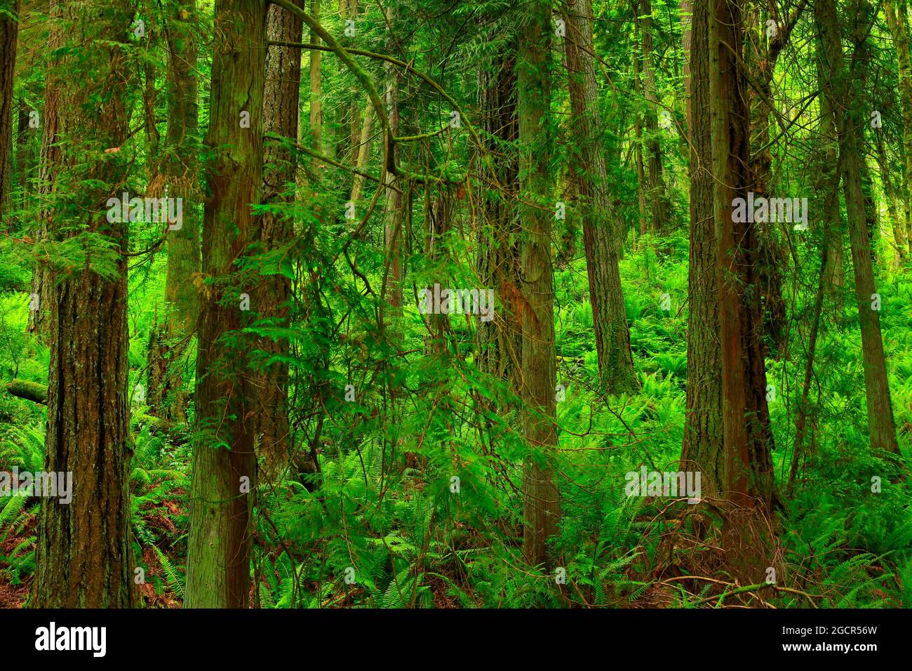 Un'immagine esterna di una foresta del Pacifico nord-occidentale con alberi di cedro rosso occidentale Foto Stock