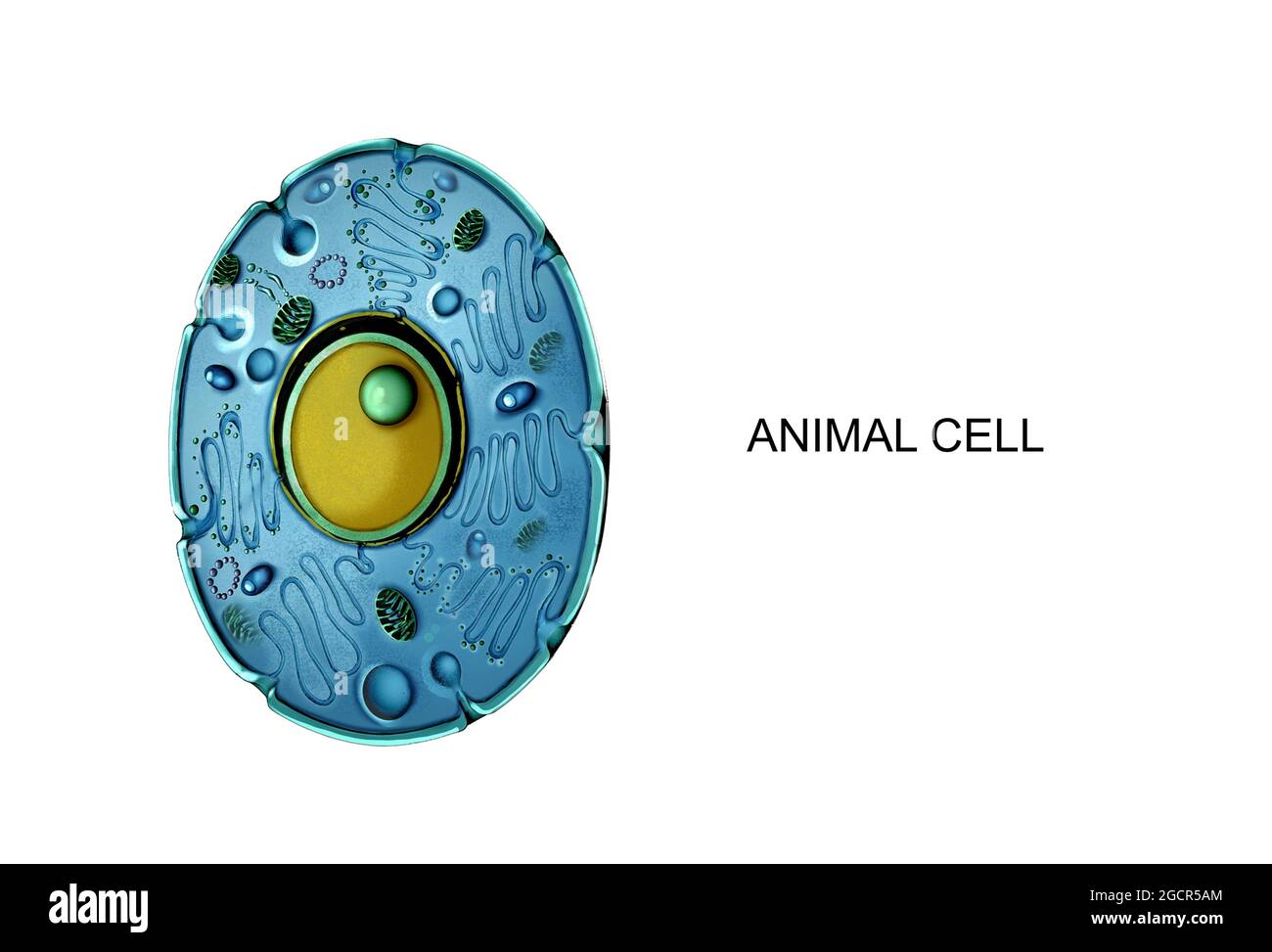 Illustrazione della cellula animale Foto Stock