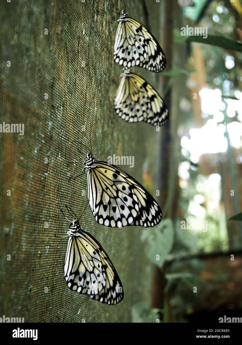 Farfalle alle di alghe di latte che riposano a Malagos, Davao City. Foto Stock
