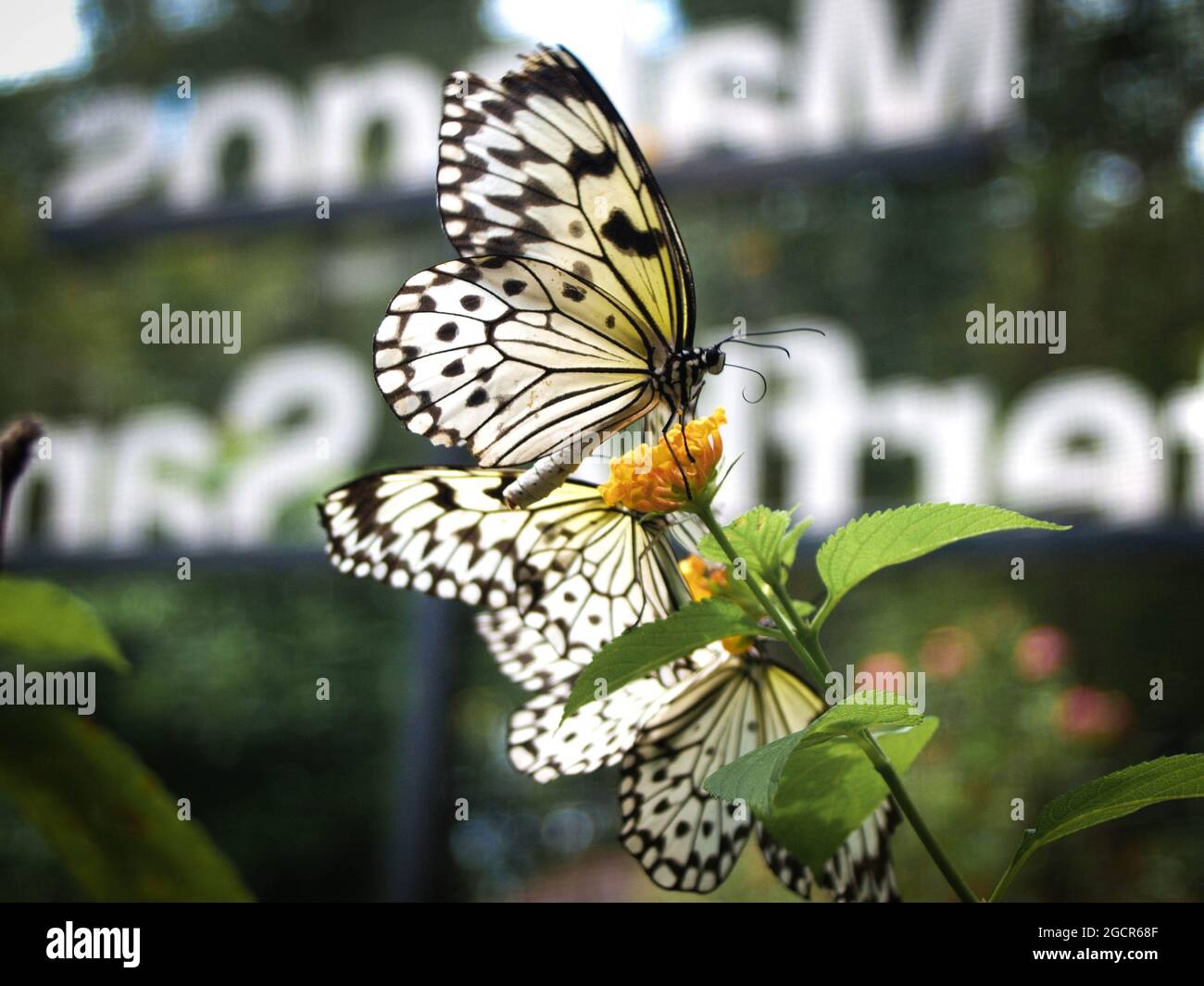 Farfalla di alghe di latte che nutrono o riposano a Malagos, Davao City. Foto Stock