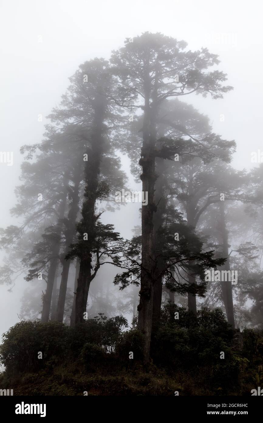 Alberi avvolti dalla nebbia in un'altitudine di 3000 metri nelle montagne del bhutanese. Catturato al memoriale di Druk Wangyal al passo di Dochula, Bhutan. Sul Foto Stock